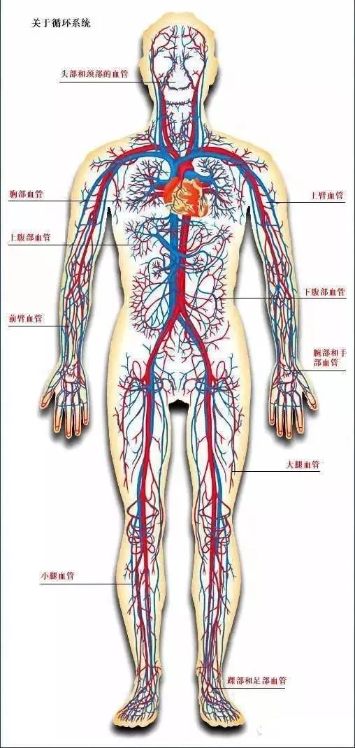 新华制药：公司围绕心脑血管类、解热镇痛类、消化系统类、抗代谢类、神经系统等方向开展研发工作