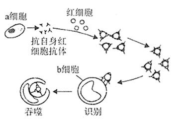 江中药业获得发明专利授权：“一株促进细胞免疫调节的戊糖乳植杆菌及应用和产品”