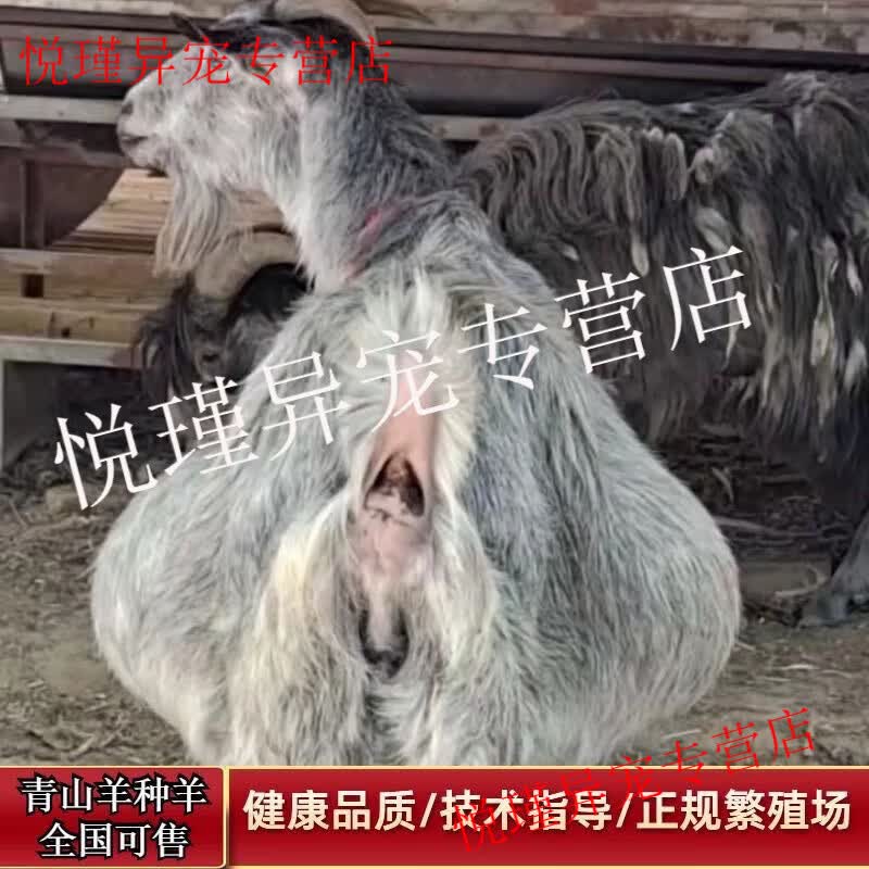 我国首次成功批量克隆超高产奶山羊