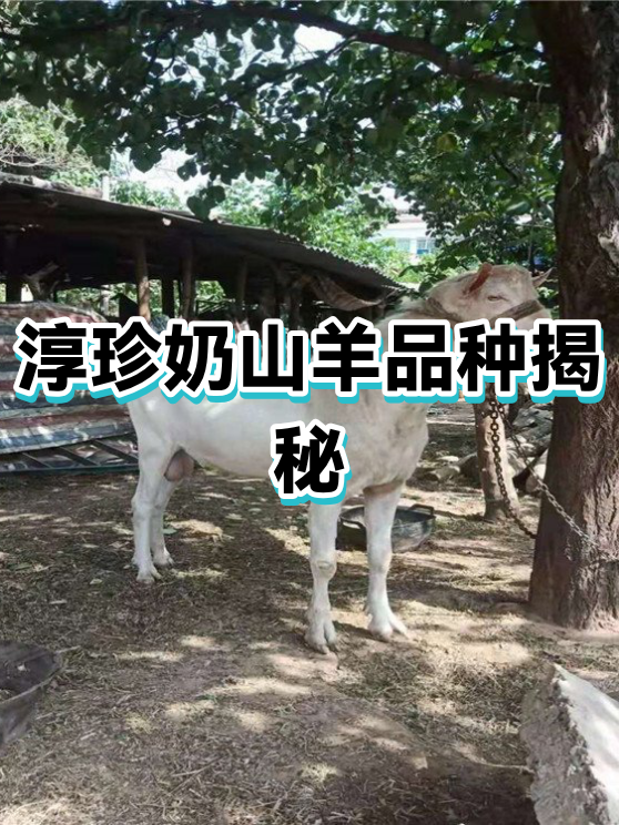 我国首次成功批量克隆超高产奶山羊
